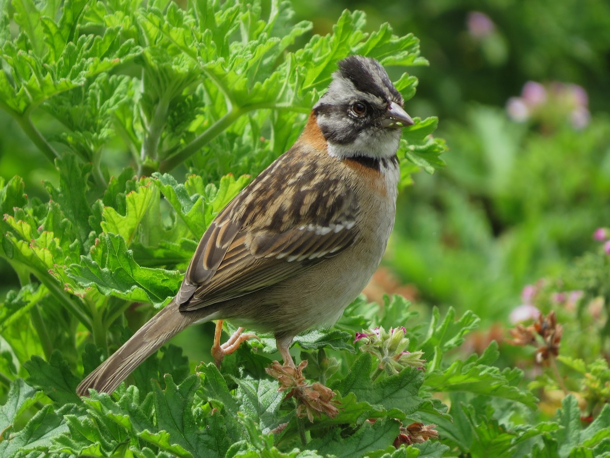 Rufous-collared Sparrow - Nancy VanCott