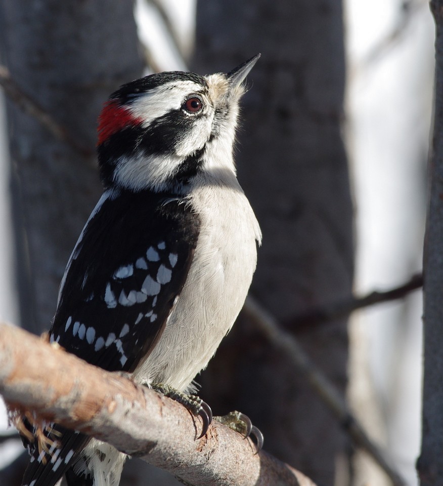Downy Woodpecker - Rejeanne Touzel