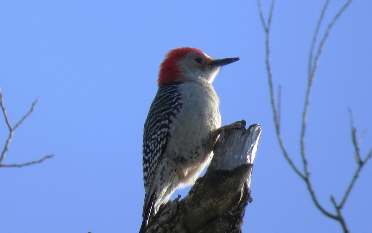 Red-bellied Woodpecker - ML532347381