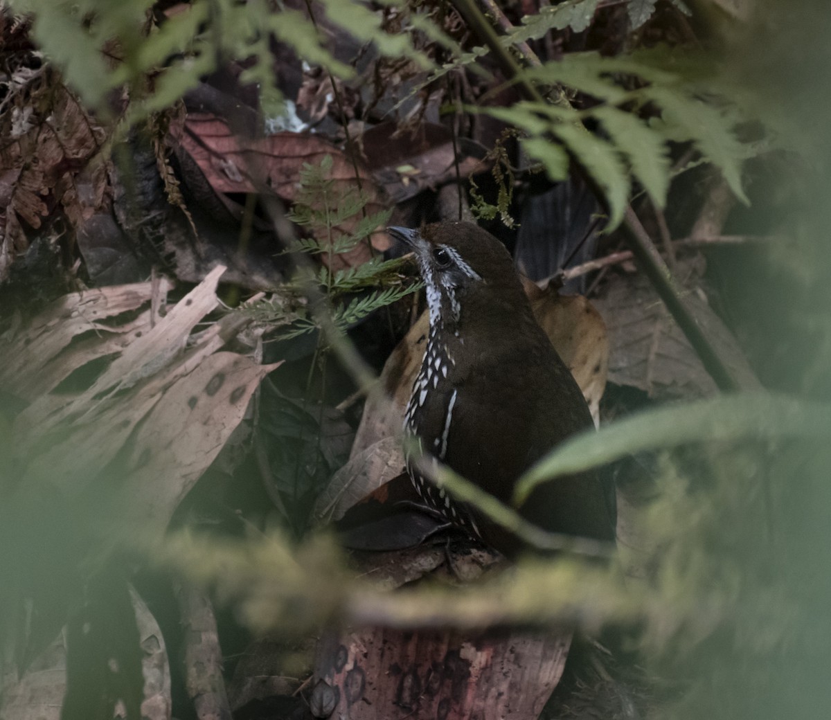 Schwartz's Antthrush - ML532347591