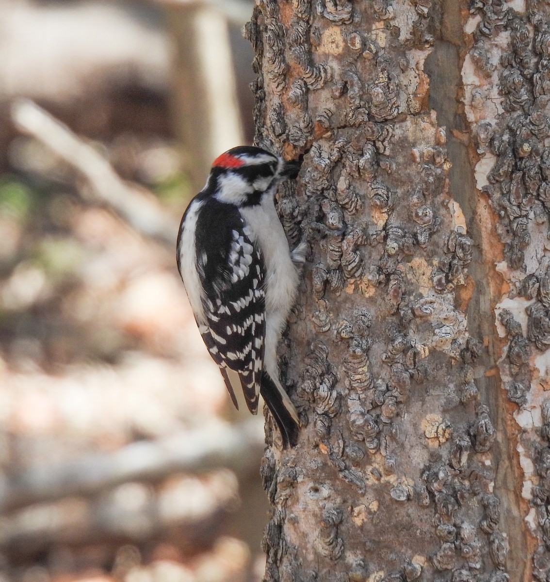 Downy Woodpecker - ML532350111