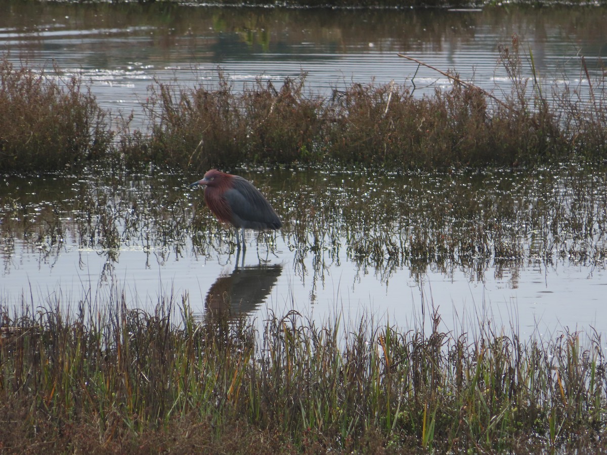 Reddish Egret - ML532350151