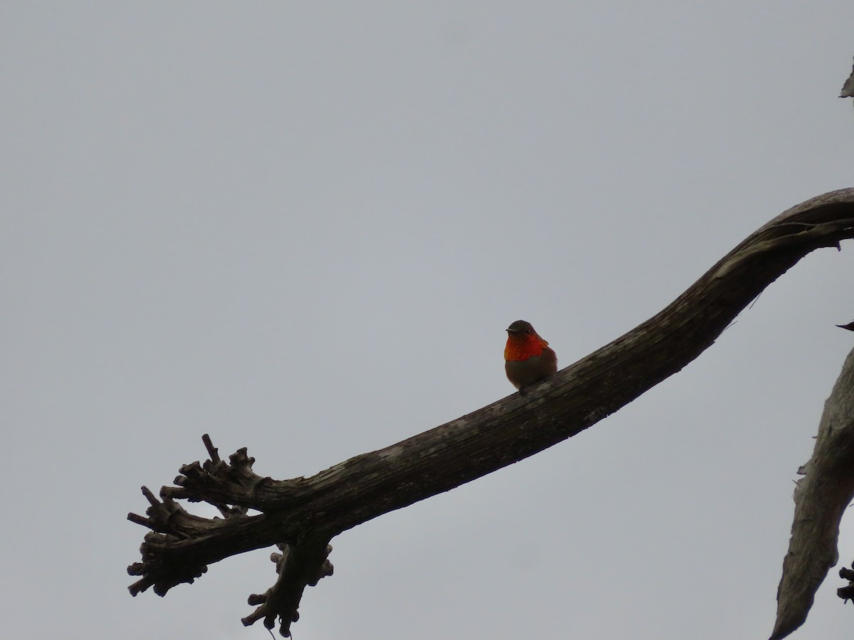 Allen's Hummingbird - Brenton and Erica Munson