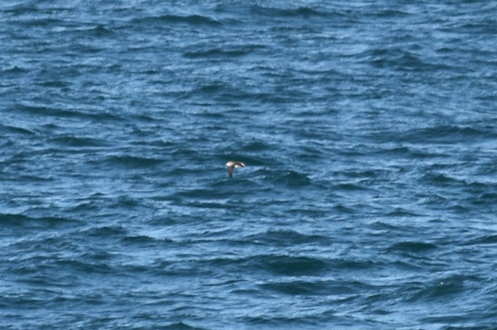 Black-vented Shearwater - ML532351071