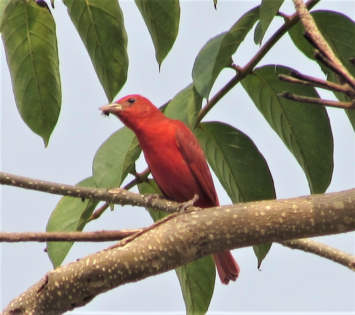 Summer Tanager - ML53235121