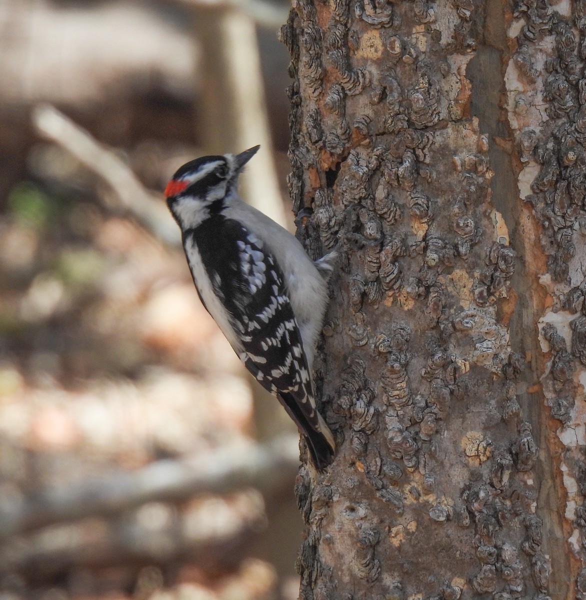 Downy Woodpecker - ML532351261