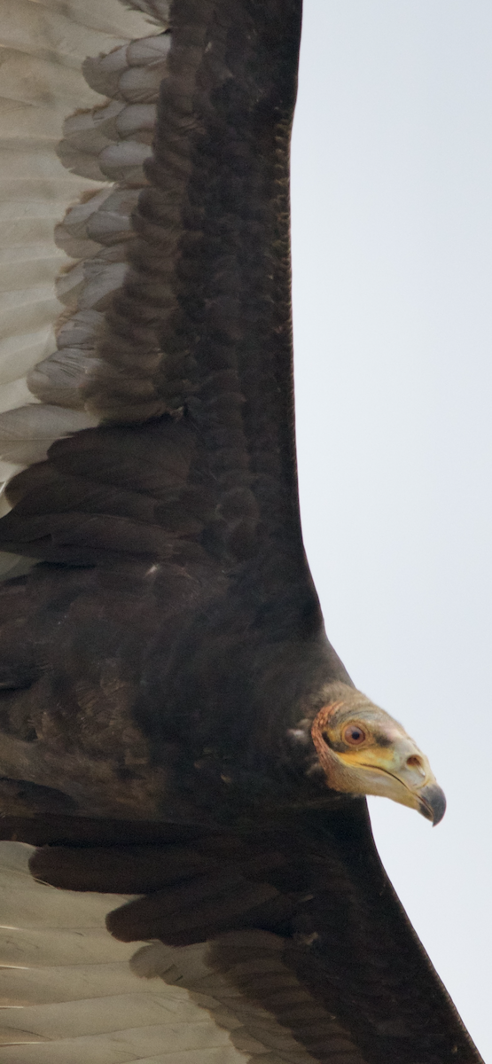 Lesser Yellow-headed Vulture - ML532353261
