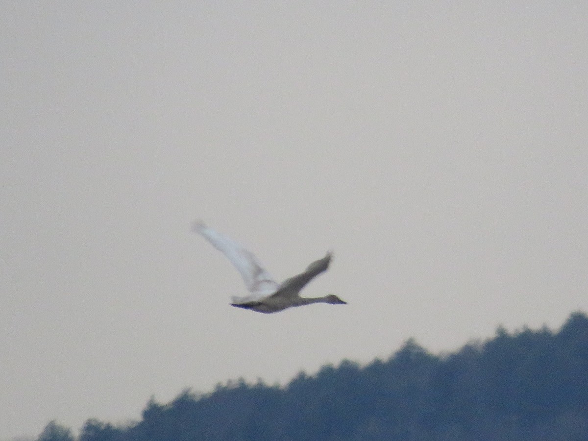 Tundra Swan (Whistling) - Jonathan  Pierce