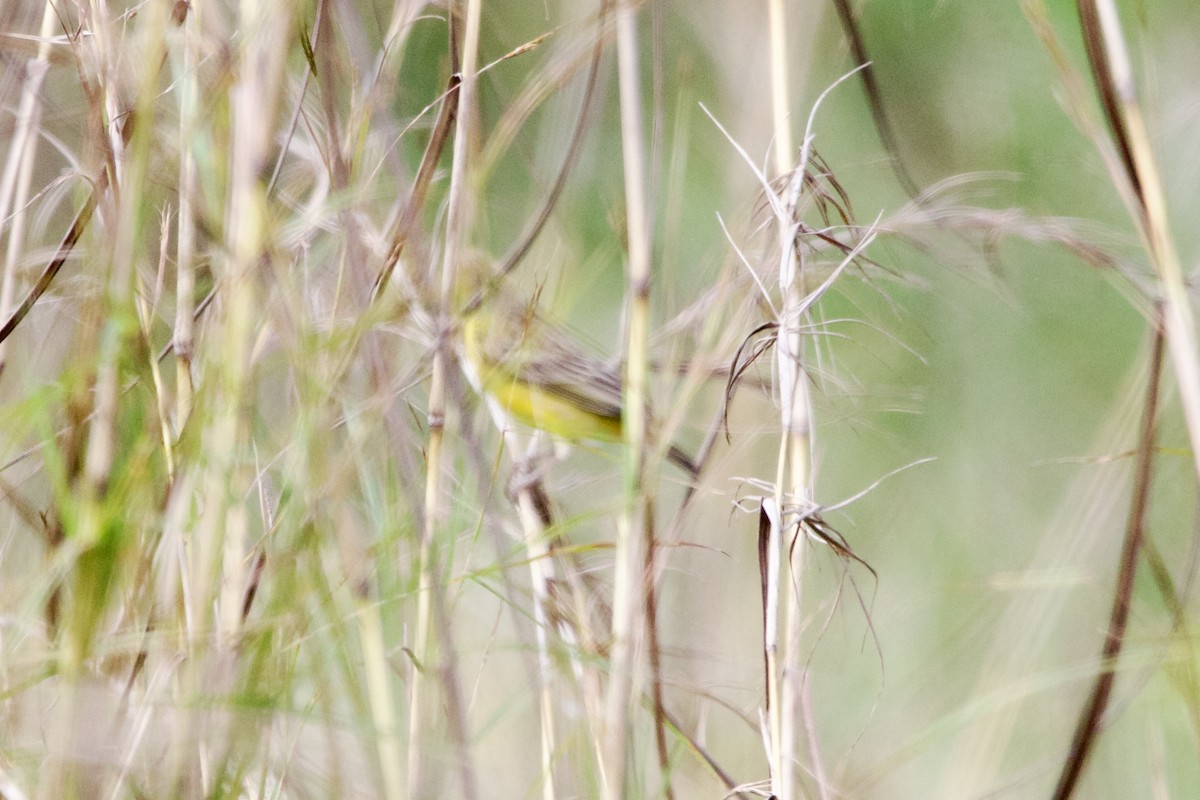 Grassland Yellow-Finch - ML532353491