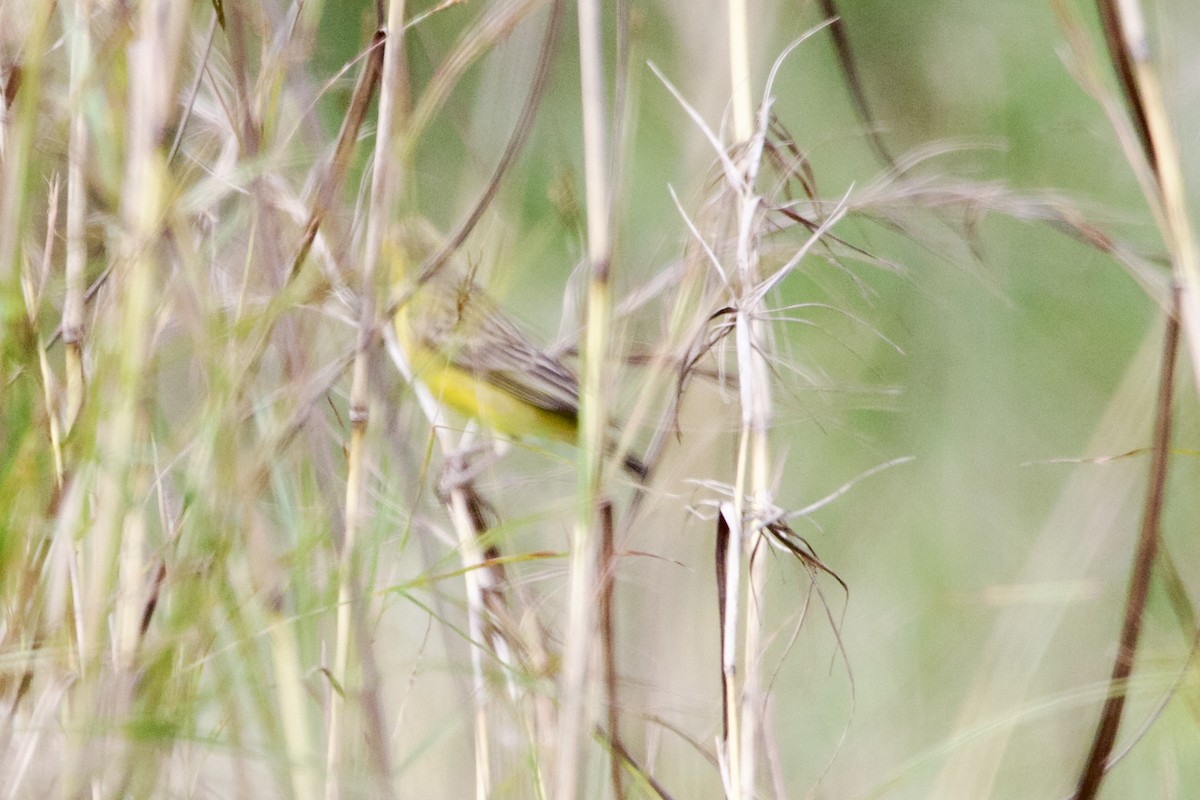 Grassland Yellow-Finch - ML532353501