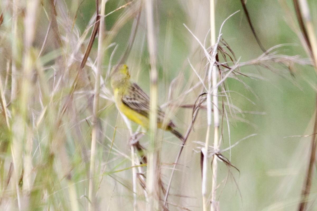 Grassland Yellow-Finch - ML532353511