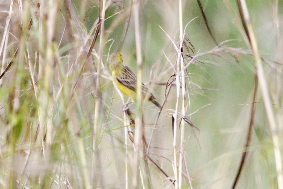 Grassland Yellow-Finch - ML532353521
