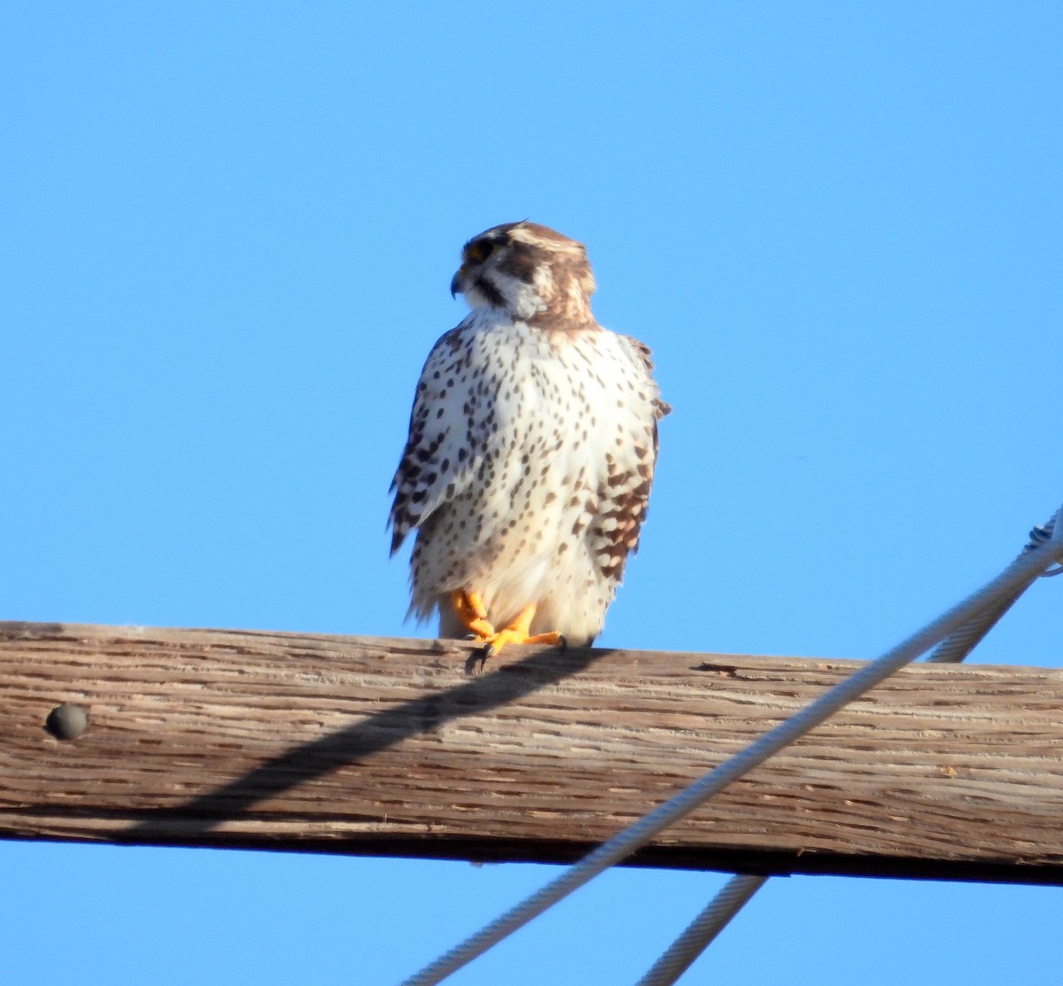 Prairie Falcon - Duane Morse