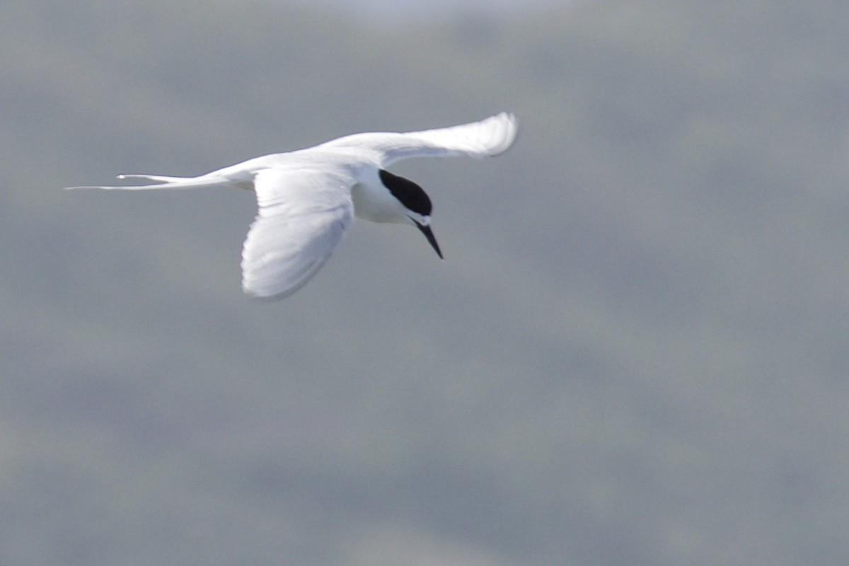 White-fronted Tern - Debbie Metler