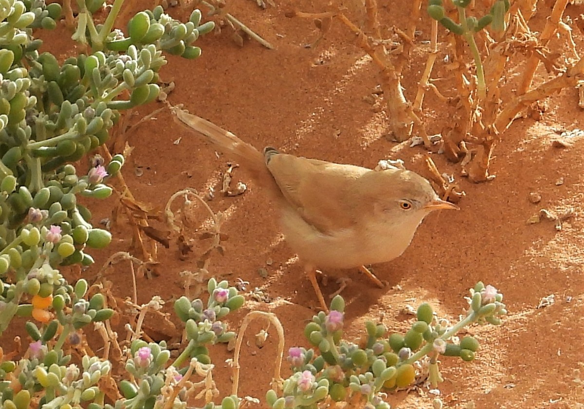 African Desert Warbler - ML532355131