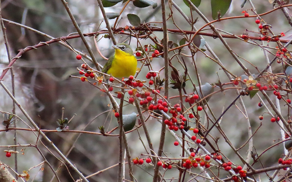 Yellow-breasted Chat - ML532355511