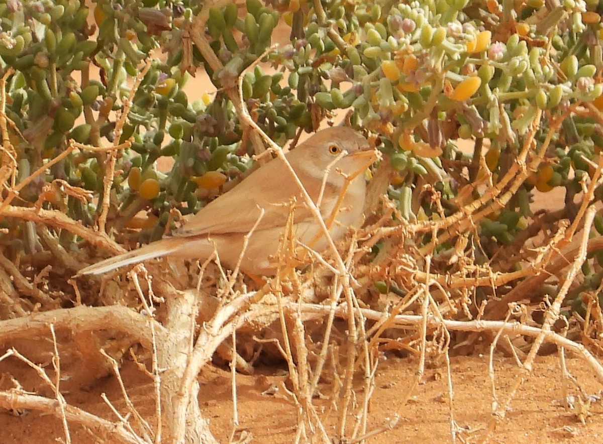 African Desert Warbler - ML532355551
