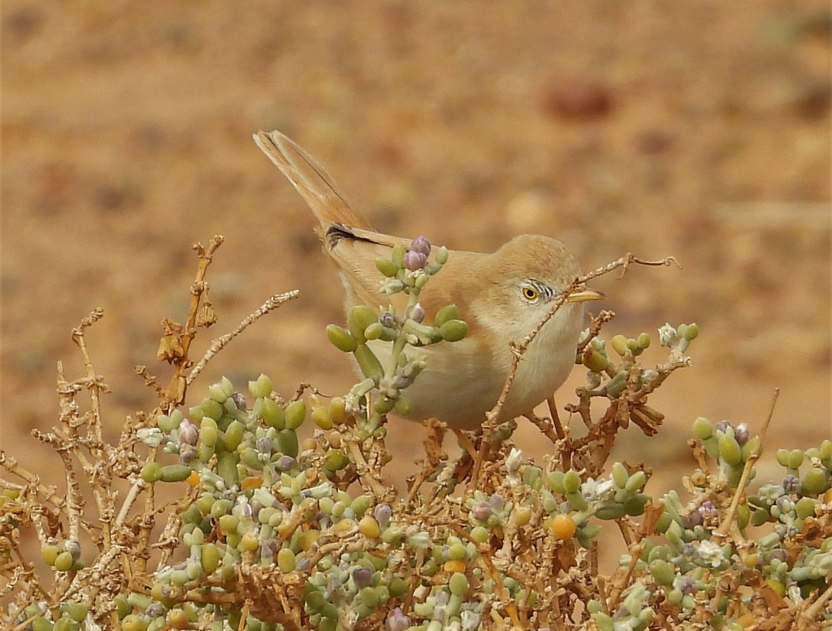 African Desert Warbler - ML532355611