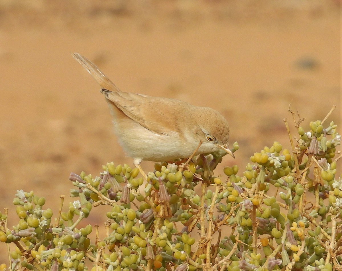African Desert Warbler - ML532355751