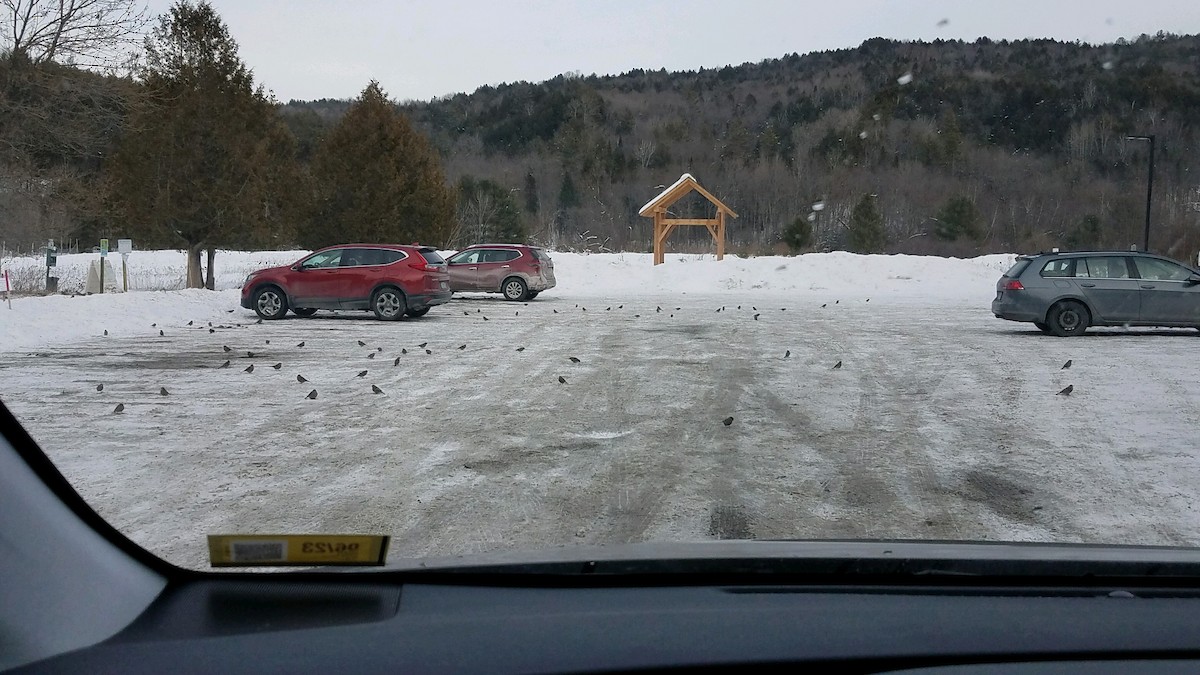 Pine Grosbeak - ML532356061