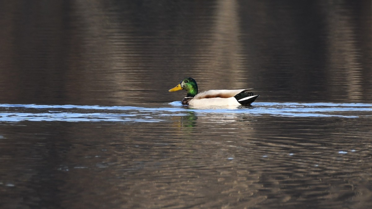 Mallard - ML532356721