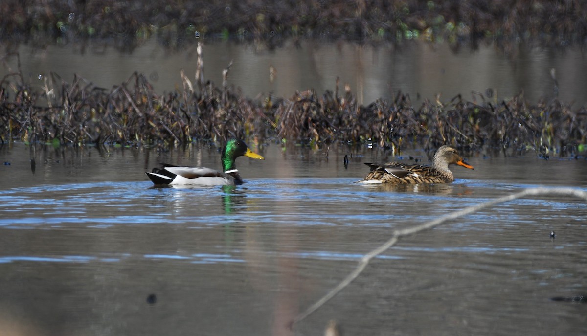 Canard colvert - ML532356731