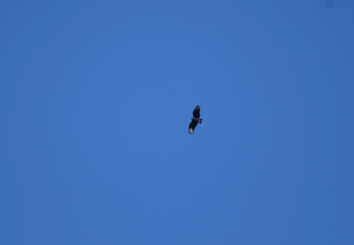 Black Vulture - ML532356871