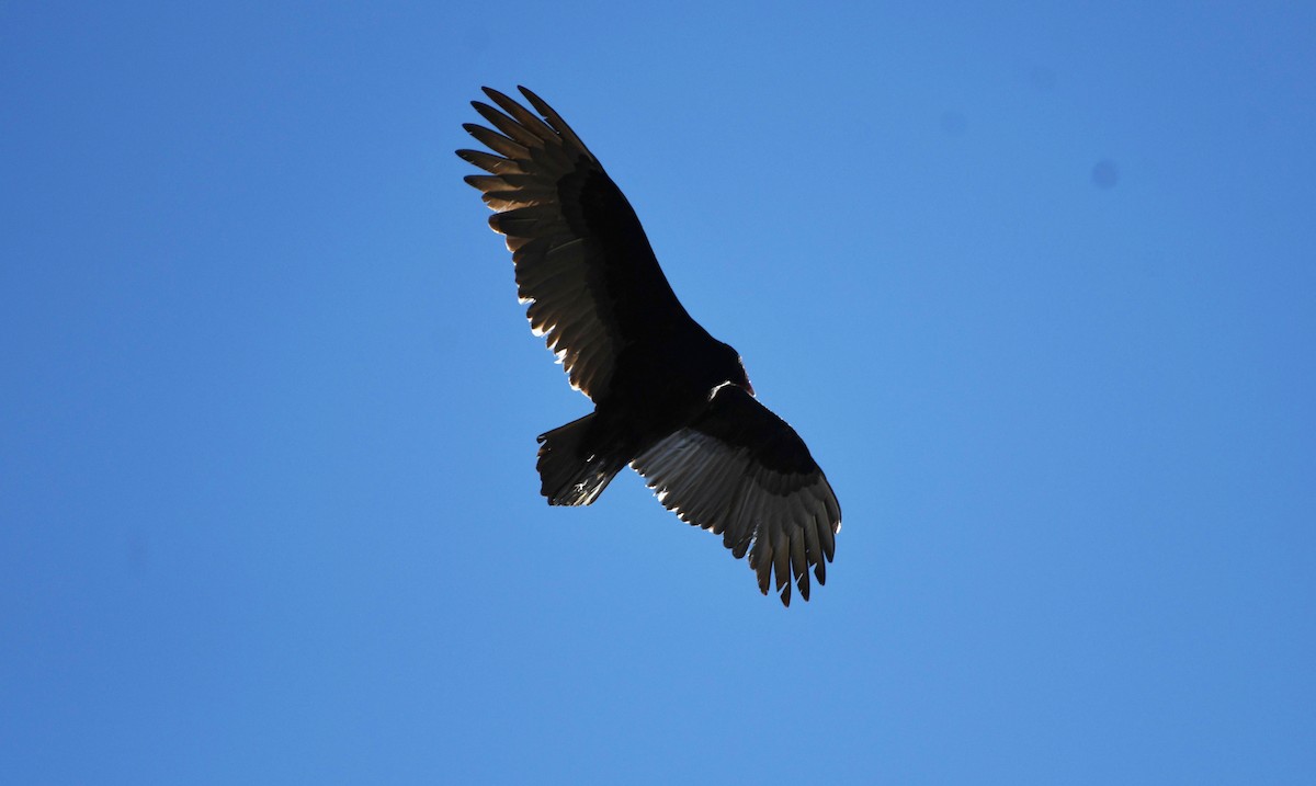 Turkey Vulture - ML532356891