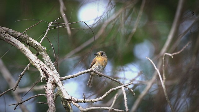 Rusty-breasted Nunlet - ML532356901