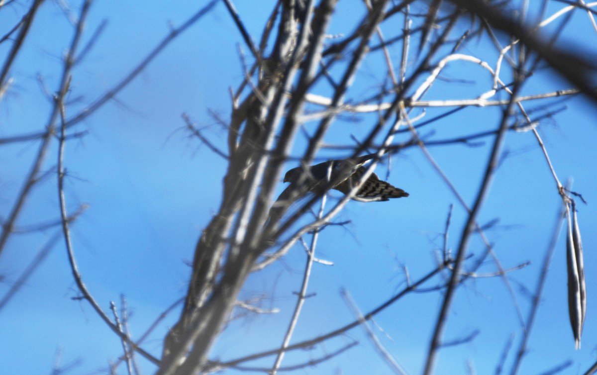 Sharp-shinned Hawk - ML532356971