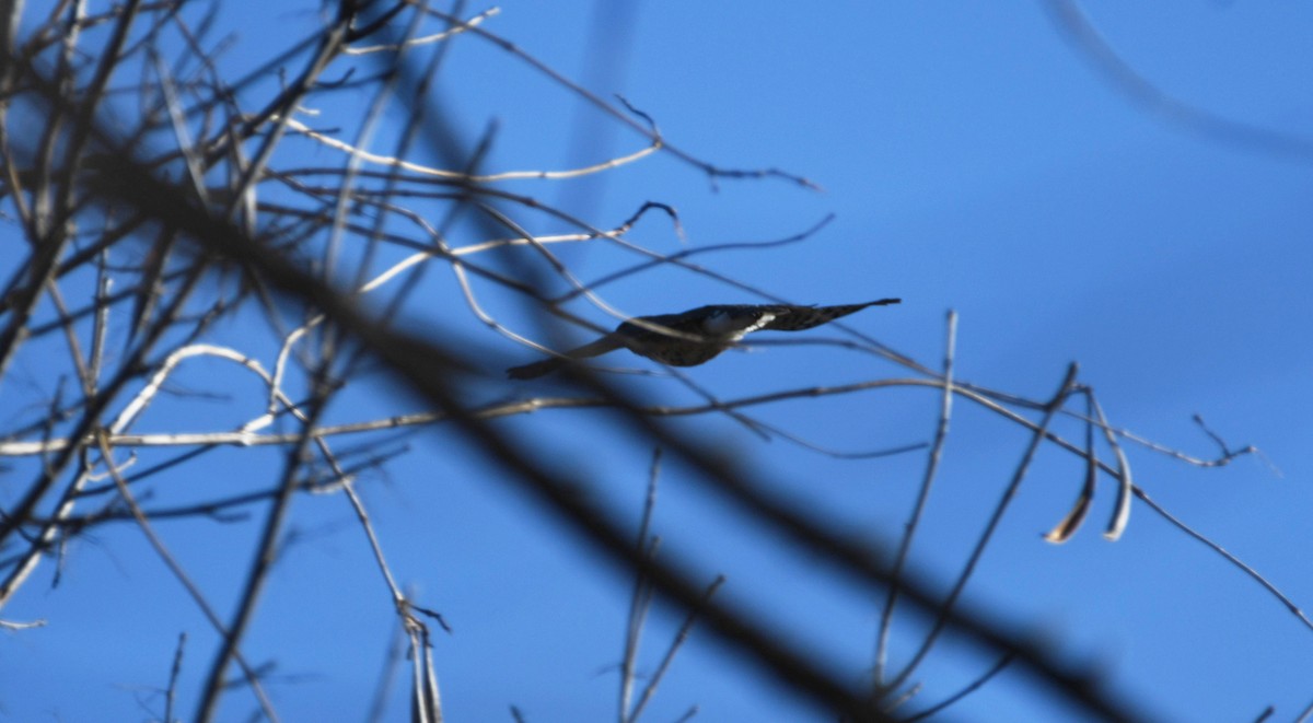 Sharp-shinned Hawk - ML532356981