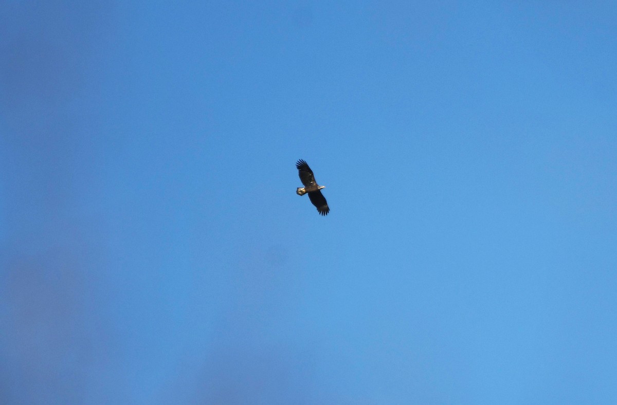 Bald Eagle - ML532357051