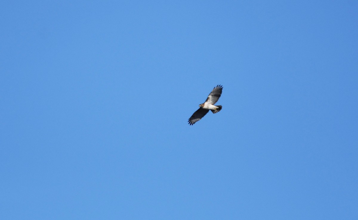 Red-tailed Hawk - ML532357191