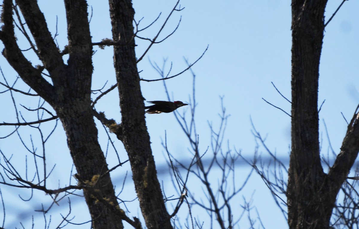 Pileated Woodpecker - ML532357611