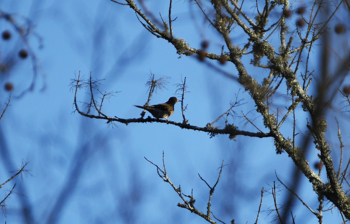 Northern Flicker (Yellow-shafted) - ML532357651