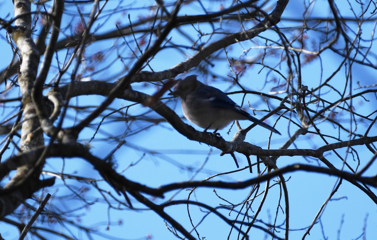 Blue Jay - ML532357751