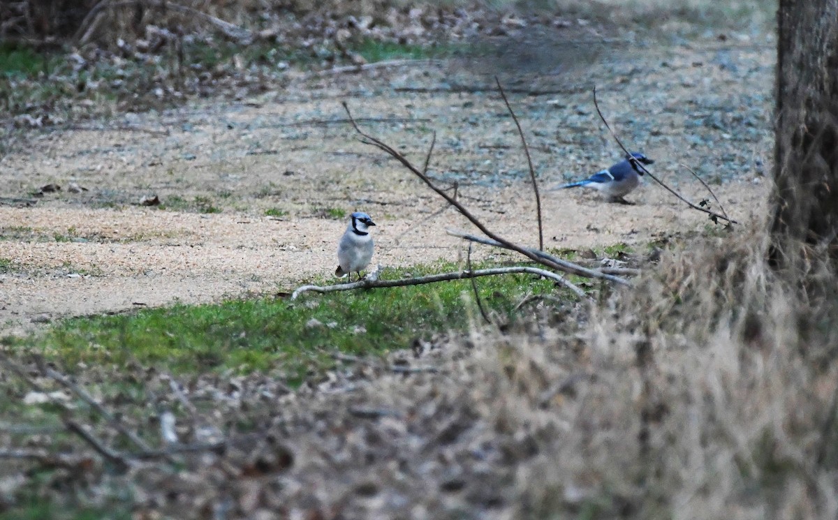 Blue Jay - ML532357761