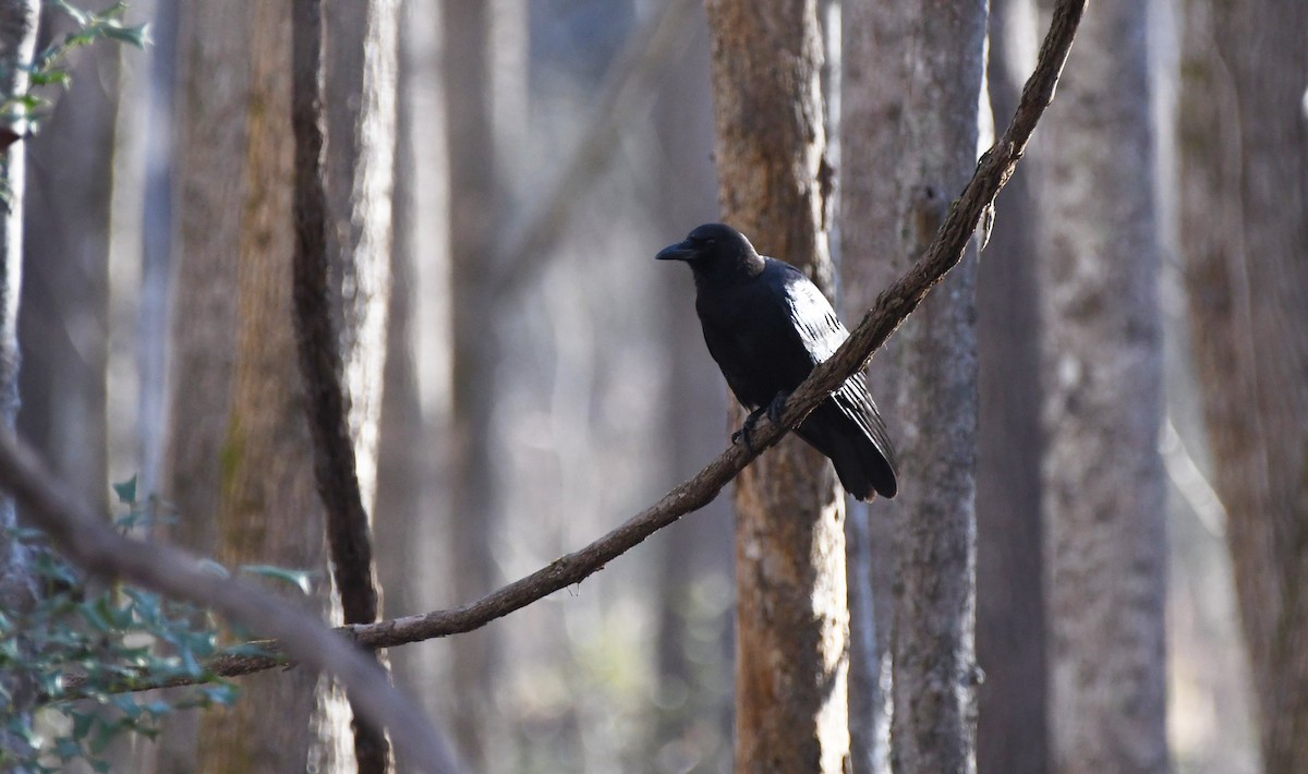 American Crow - ML532357891