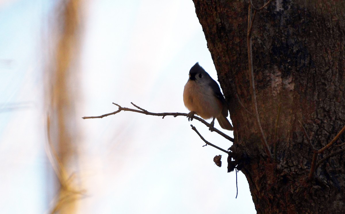 Tufted Titmouse - ML532357971