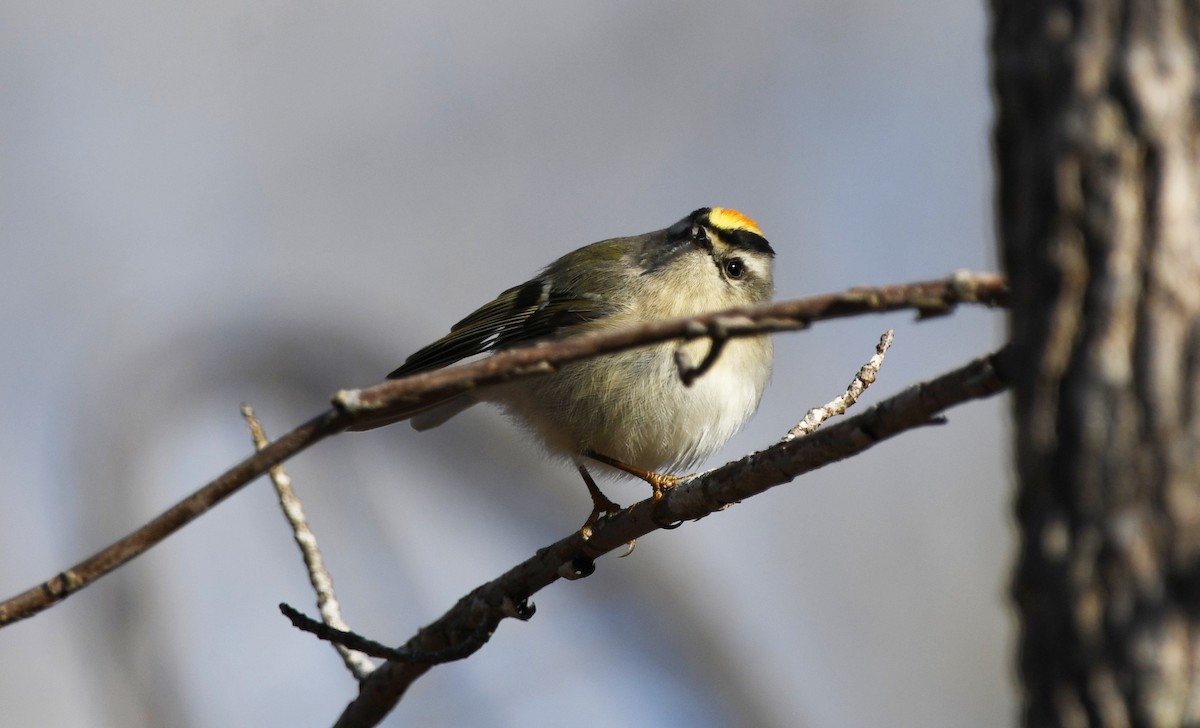 Golden-crowned Kinglet - ML532358181