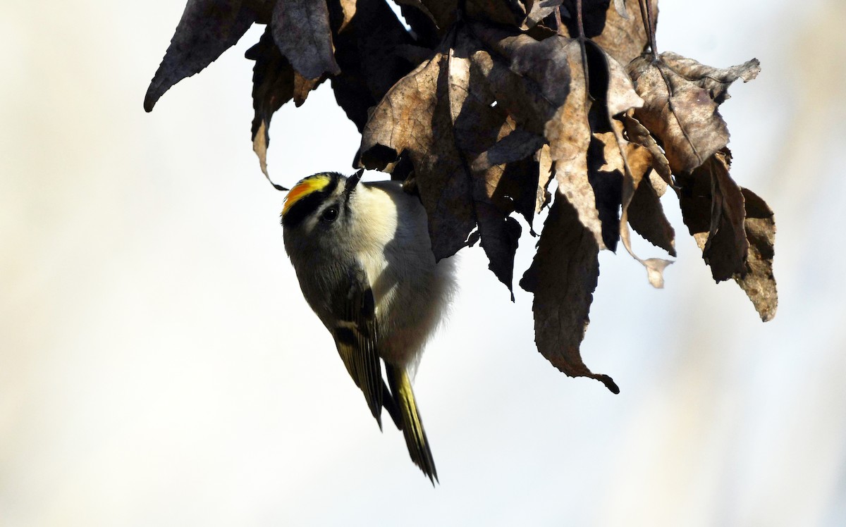 Golden-crowned Kinglet - ML532358191