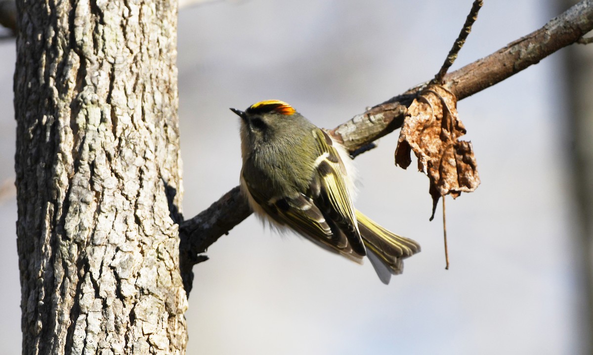 Golden-crowned Kinglet - ML532358201