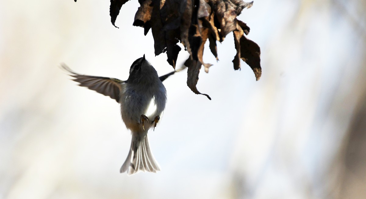 Golden-crowned Kinglet - ML532358211
