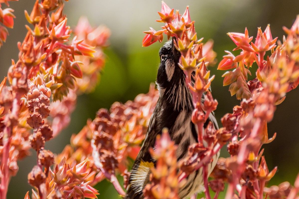 New Holland Honeyeater - ML532358441