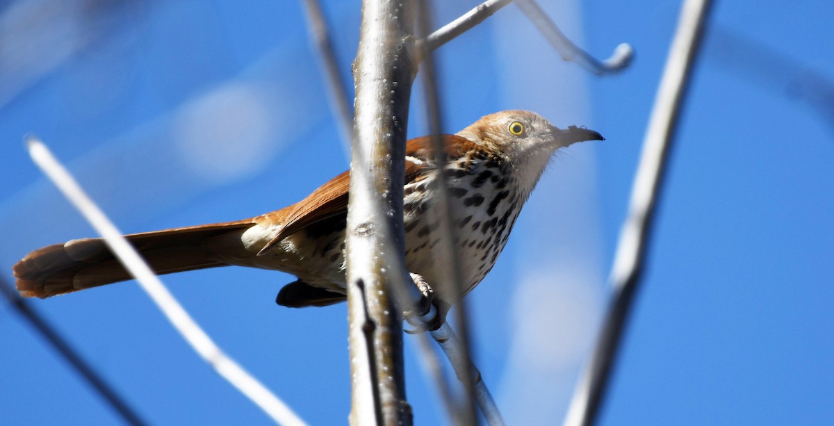 Brown Thrasher - ML532358501