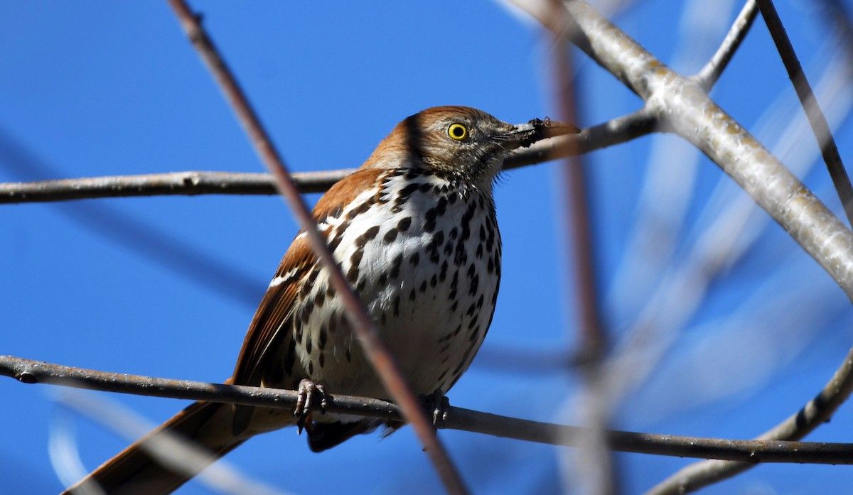 Brown Thrasher - ML532358511
