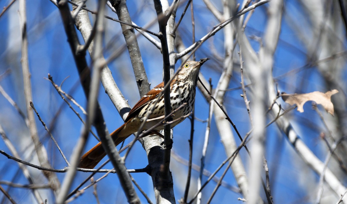 Brown Thrasher - ML532358521