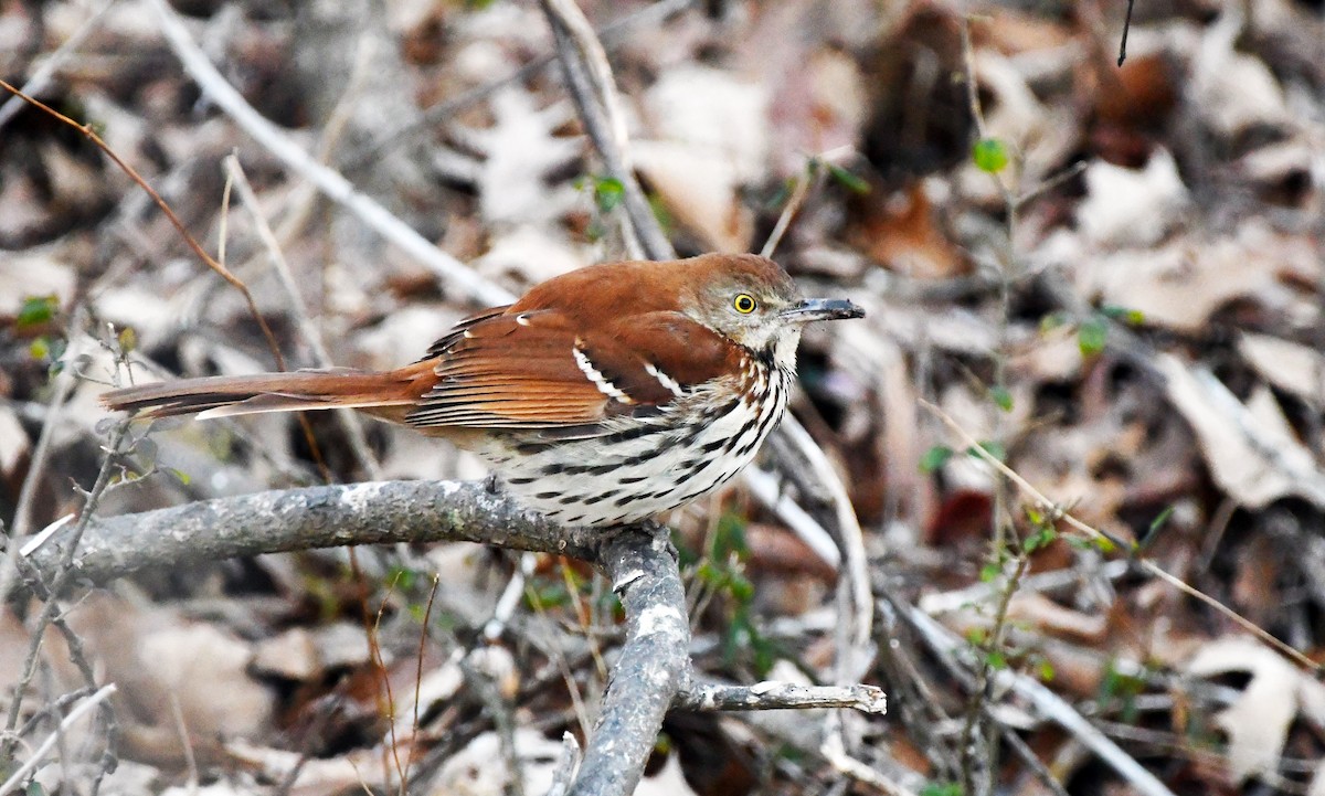 Brown Thrasher - ML532358541