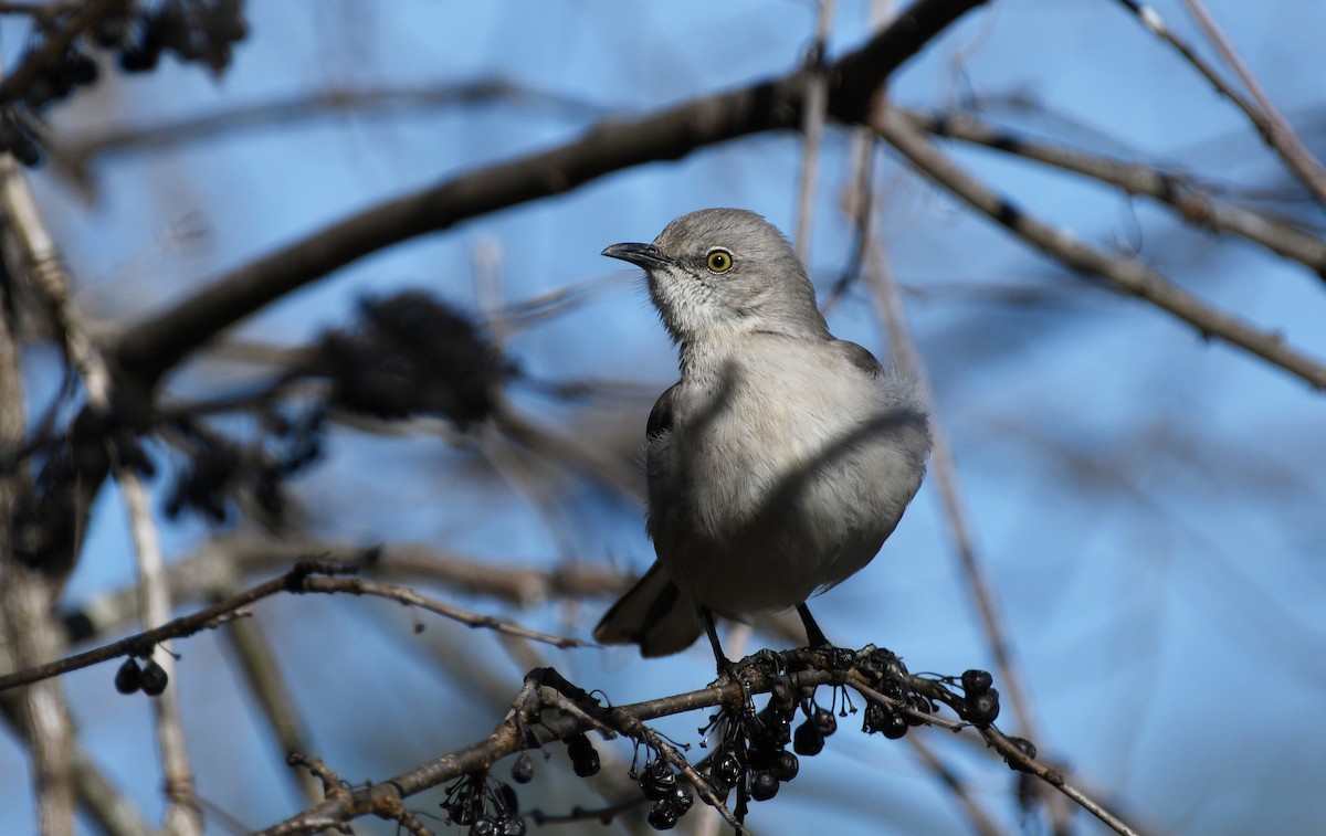 Northern Mockingbird - ML532358641