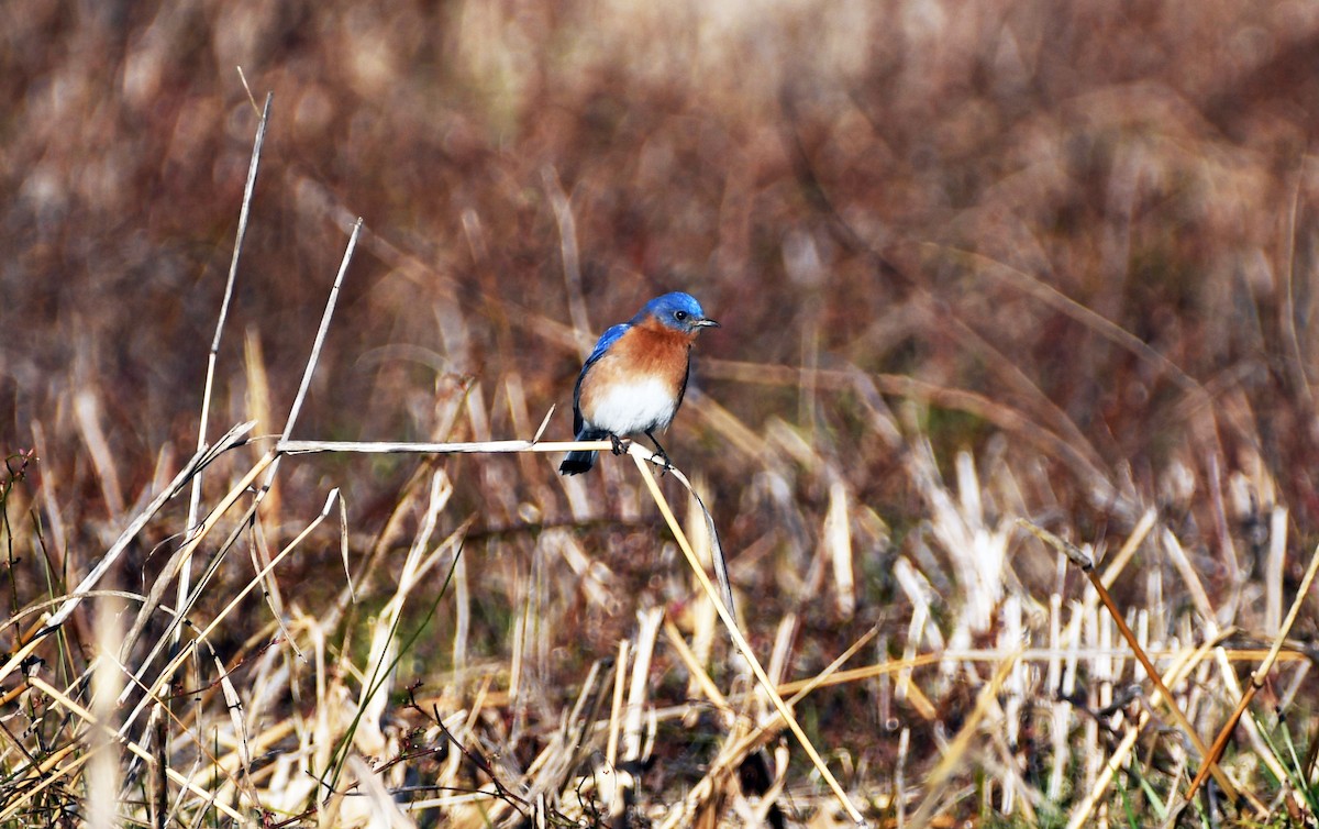 Eastern Bluebird - ML532358681